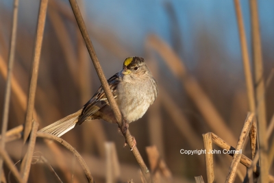 Golden-crowned-Sparrow;One;Sparrow;Zonotrichia-atricapilla;avifauna;bird;birds;c